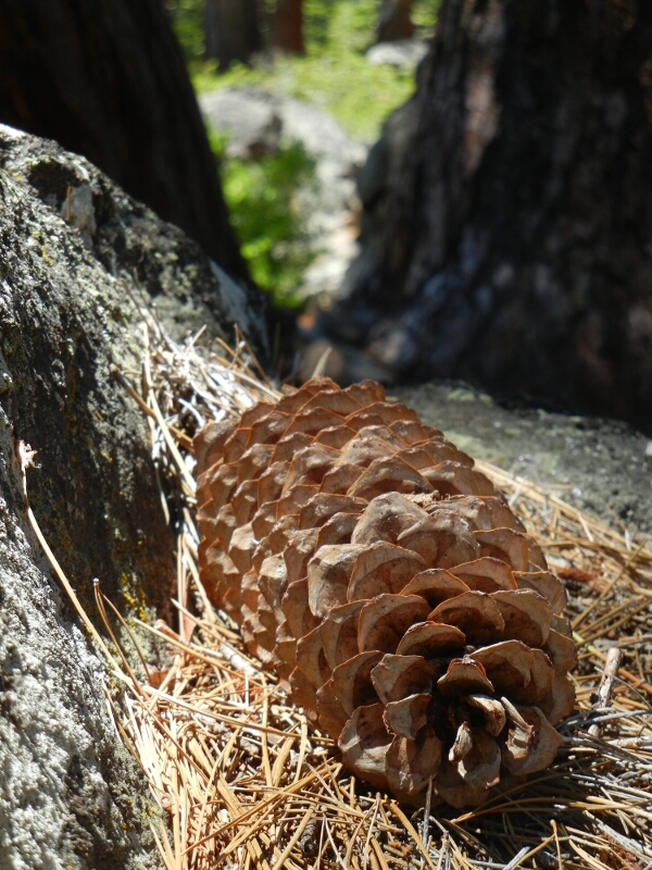 Pine Cone Closeup