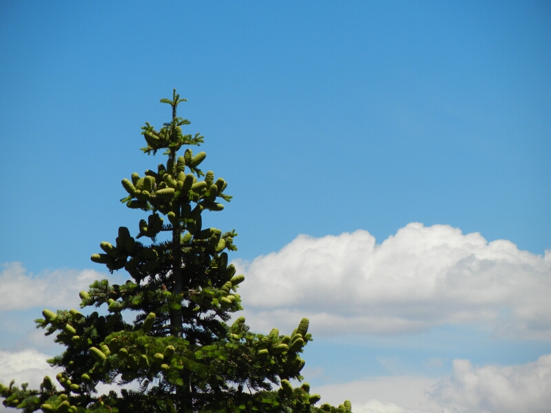 Tahoe Tree And Cloud
