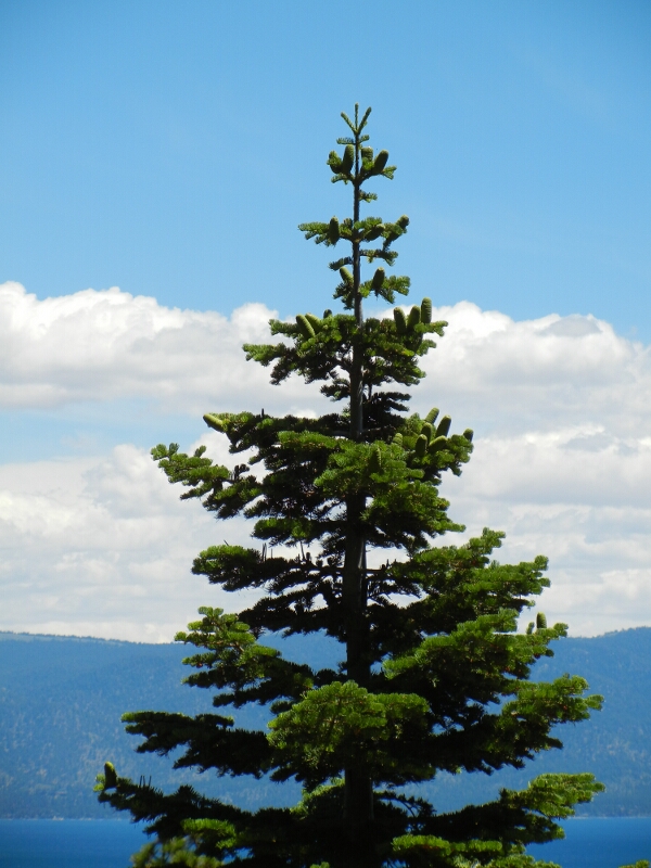 Tahoe Tree