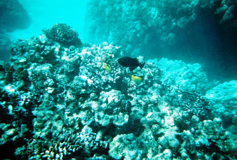 Coral Grazers