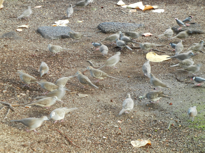 Turkey Dove Feeding Frenzy