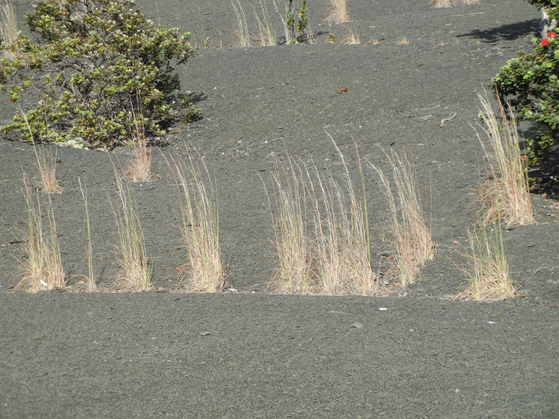 Grasses following Cracks