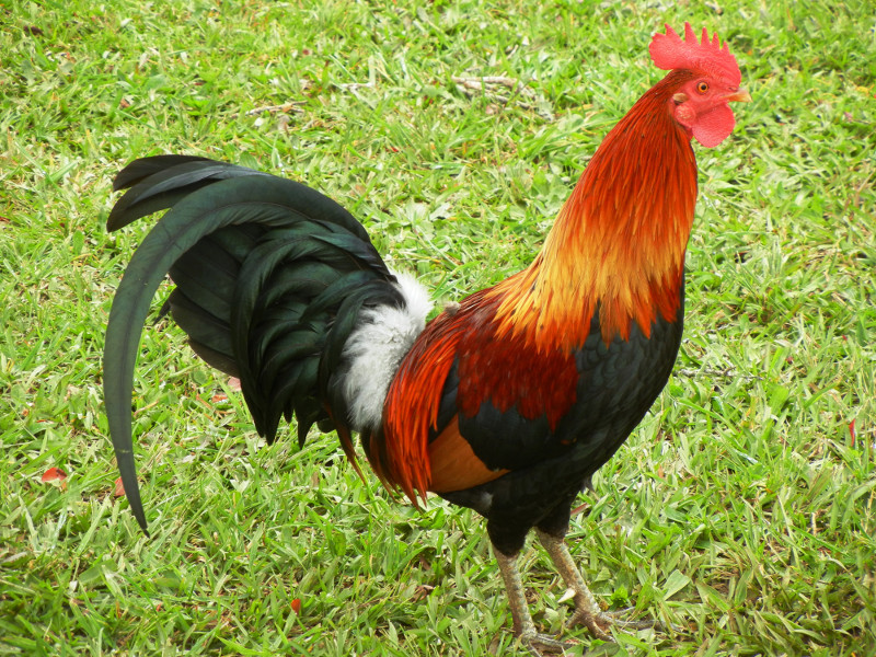 Kalalau Lookout Rooster