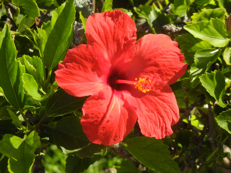 More Red Hibiscus