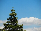tahoe_tree_and_cloud_thumb.jpg