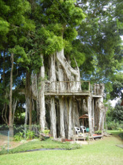Hawi-tree-house_thumb.JPG