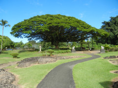Hilo-Lilioukalani-Garden-tree_thumb.JPG