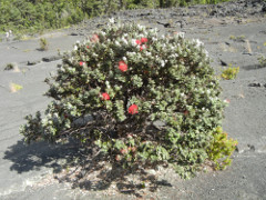 Volcano-Park-Kilauea-Iki-crater-bush_thumb.JPG