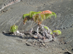 Volcano-Park-Kilauea-Iki-crater-fern_thumb.JPG