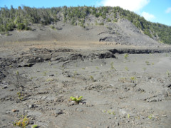 Volcano-Park-Kilauea-Iki-crater-west_thumb.JPG