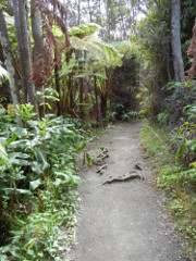 Volcano-Park-Kilauea-Iki-trail_thumb.JPG