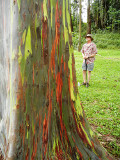 Rainbow_Eucalyptus_2_thumb.JPG