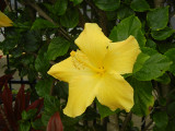 hibiscus_yellow_2_thumb.JPG