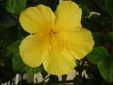 hibiscus_yellow_thumb.JPG