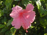 kapaa_hibiscus_pink_thumb.JPG